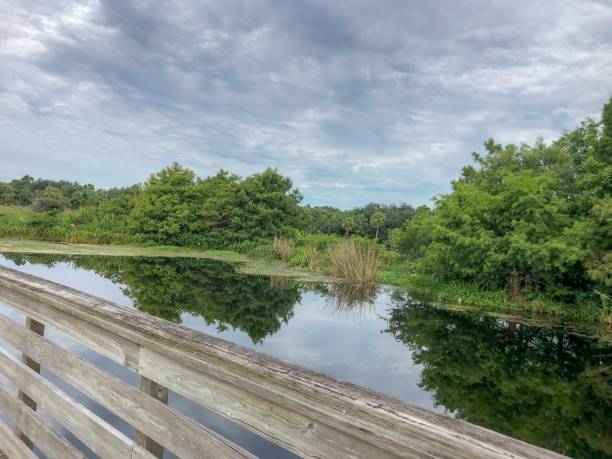 istock boardwalk in a Florida Swamp 1133478004