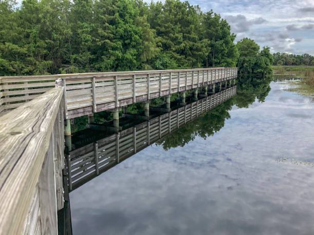 istock boardwalk in a Florida Swamp 1133478522