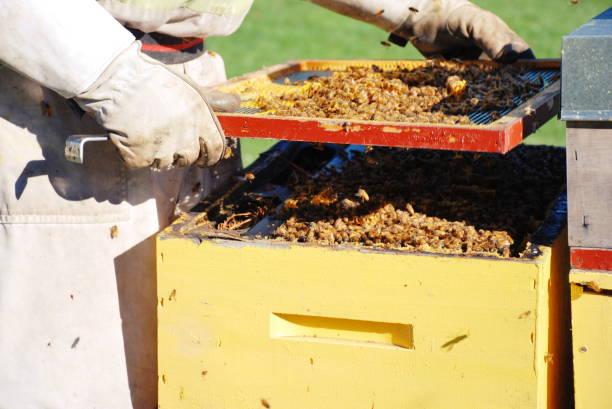 istock Commercial Apiarist in a Bee Suit at Work in Winter 1133478559