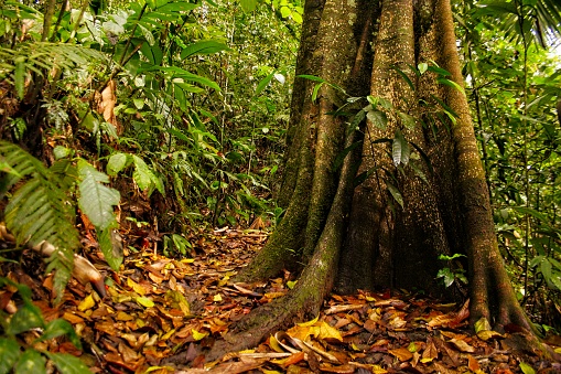 Plant in front of fallen tree root