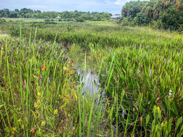istock Flowers and palm trees in the swamp 1133478579