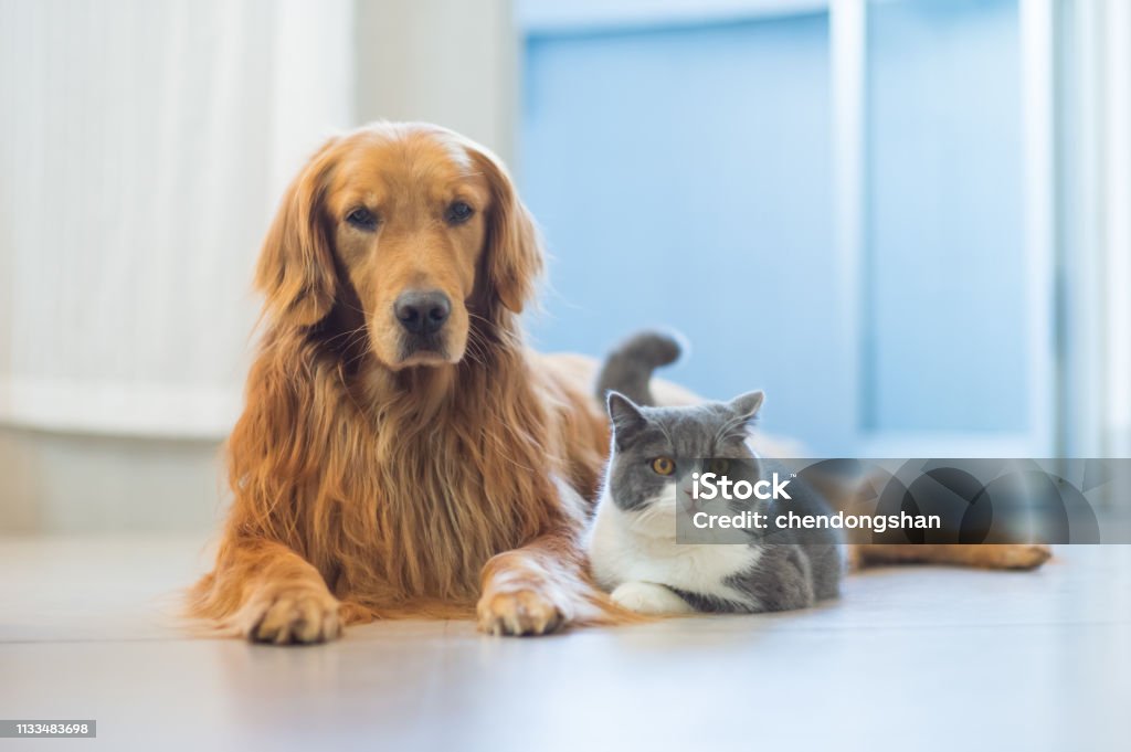 Golden Retriever Hunde und Katzen kommen freundschaftlich aus - Lizenzfrei Hund Stock-Foto