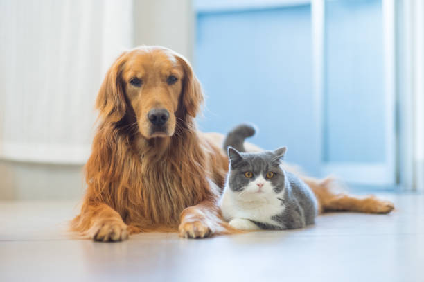 golden retriever hunde und katzen kommen freundschaftlich aus - amicably stock-fotos und bilder