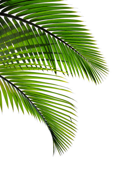 열 대 야자수 잎 흰색 배경에 고립 - palm leaf leaf palm tree frond 뉴스 사진 이미지