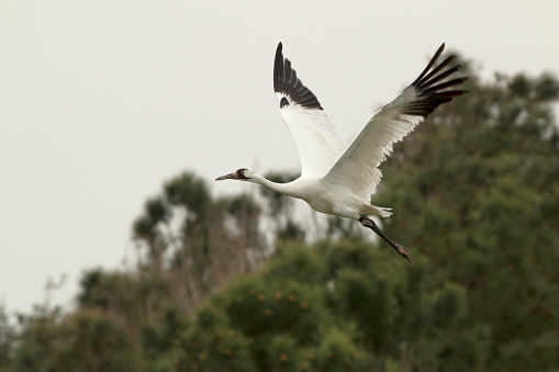 Flying over a foggy Gulf coast close to the Aransas National Wildlife Refuge, an endangered whooping crane flies with a GPS tracking device attached to his leg in Lamar, Texas.