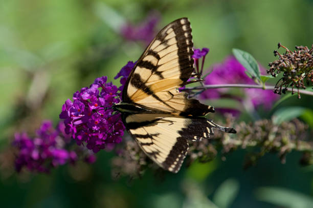 Butterfly in Garden stock photo