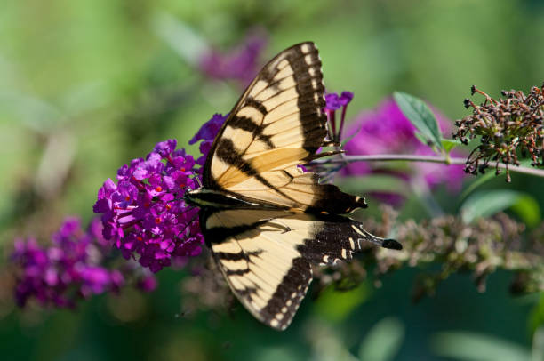mariposa en el jardín - foilage fotografías e imágenes de stock