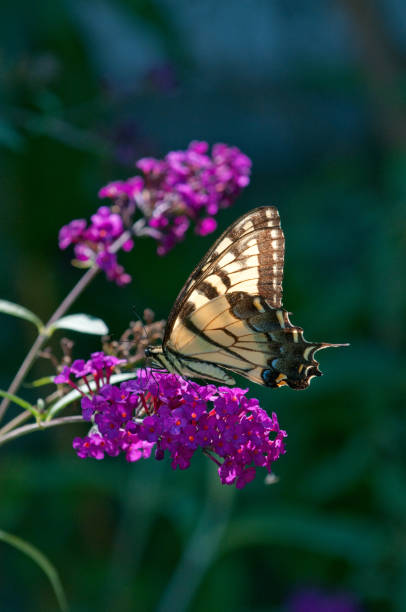 Butterfly in Garden stock photo