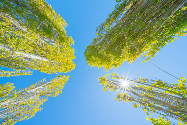Converging poplar and kowhai trees towering into blue sky and sunshine
