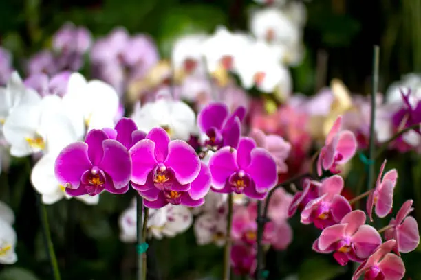 Photo of Beautiful small orchids of different colors