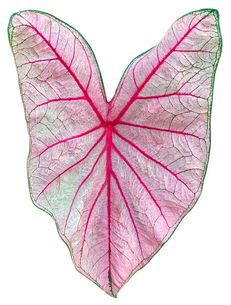 istock Pink leaf isolated on white background with clipping path,heart shape 1133495022