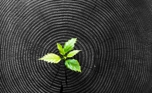 Young plant growing from old stump Young plant growing from old stump reforestation stock pictures, royalty-free photos & images