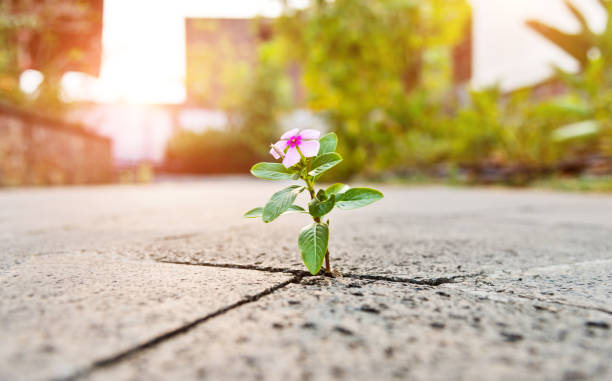 Wild flower growing through crack in the  tiled pavement. Wild flower growing through crack in the  tiled pavement. light at the end of the tunnel photos stock pictures, royalty-free photos & images