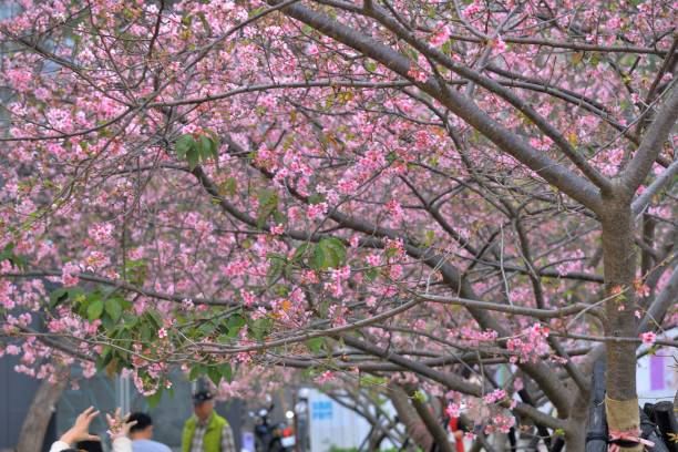 istock Kawazu cherry blossoms(Prunus lannesiana cv. Kawazu-zakura) 1133496299