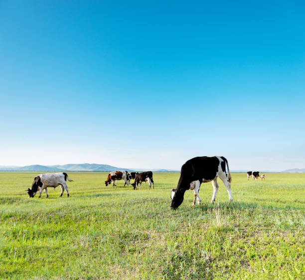 istock Cows in green field on a clear day 1133496310