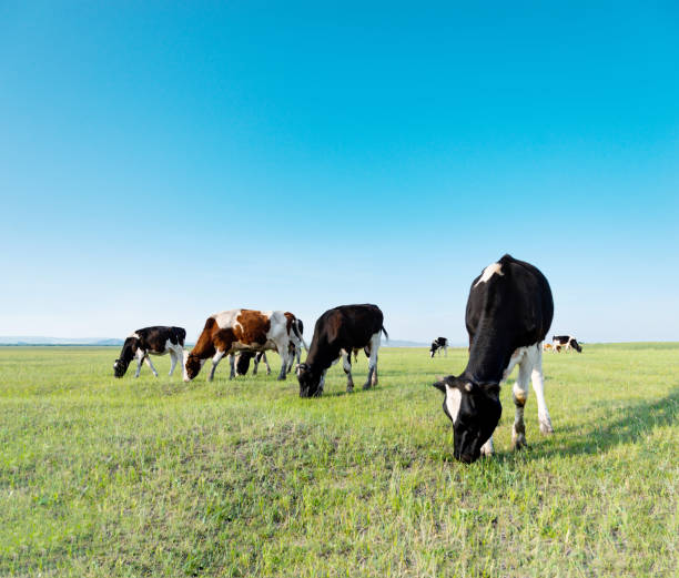 istock Cows in green field on a clear day 1133496381