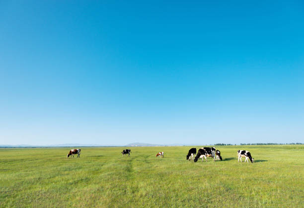 晴れた日の緑の畑の牛 - horizon over land landscapes farm animals nature ストックフォトと画像