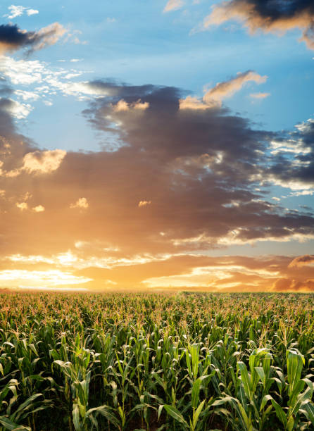 istock Sunrise over the green corn field 1133497179