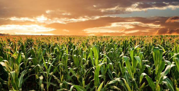 istock Sunrise over the green corn field 1133497182