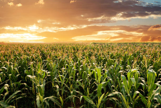 Sunrise over the green corn field stock photo