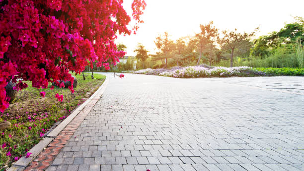 Bougainvilleas on the park roadside