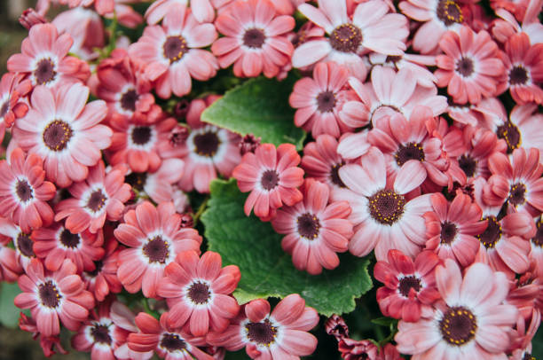 florists cineraria flowers as background in springtime