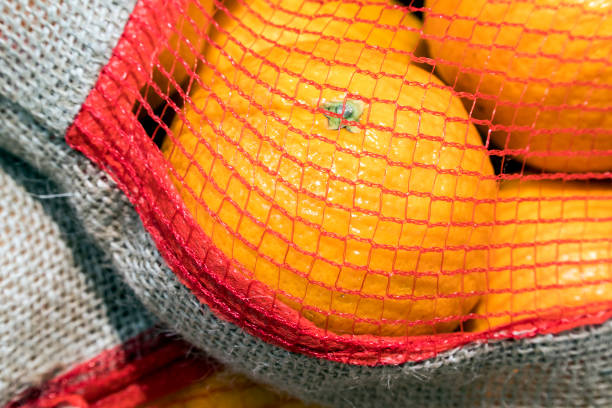 istock Ripe orange oranges in the grid close-up 1133501722