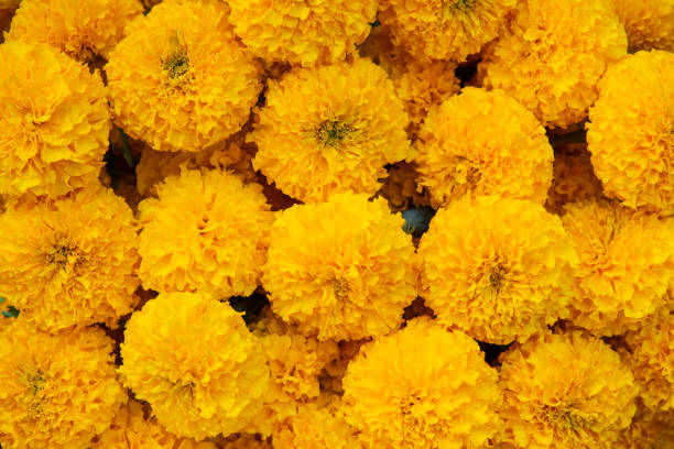 istock Close up marigold flower background. 1133502760