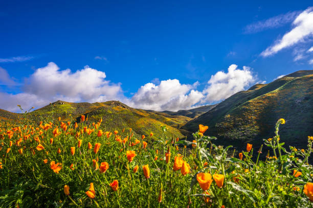 wildflower super bloom - wildflower california desert spring stock-fotos und bilder