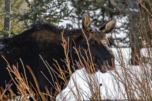 istock Moose in very deep snow in Yellowstone 1133505739