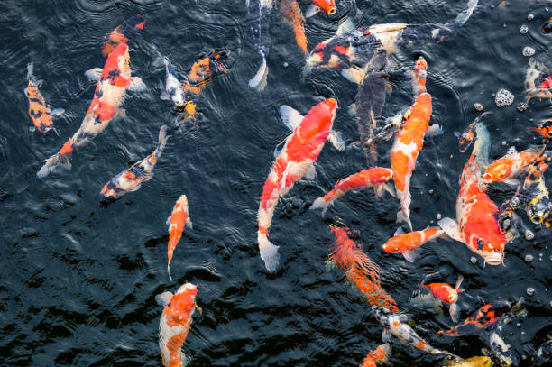istock Colorful Koi fish swimming in pond 1133505872
