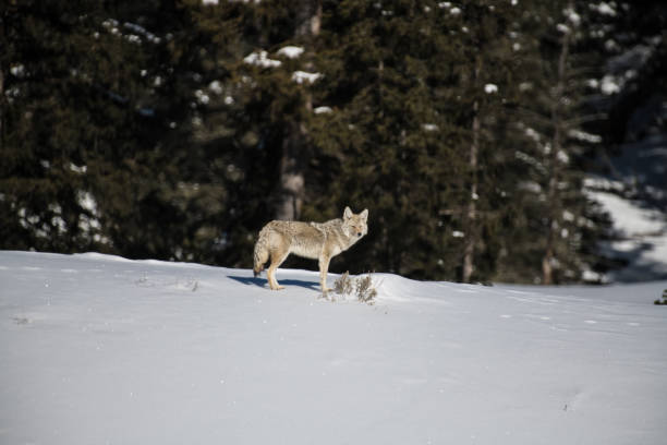 istock Coyote moving scross deep March winter snow in Yellowstone 1133505916