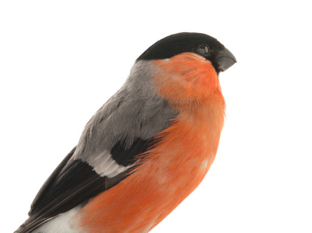 istock portrait male bullfinch on a white 1133508734