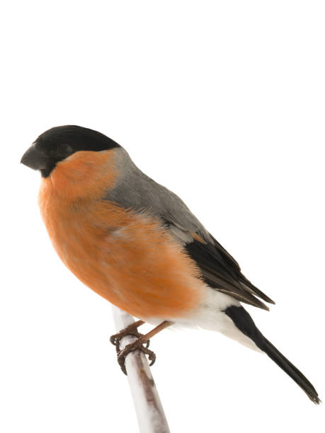 istock male bullfinch on a white 1133508748