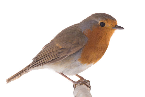 istock European robin (Erithacus rubecula) isolated on a white 1133508756