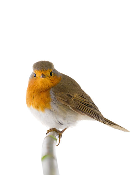 istock European robin (Erithacus rubecula) isolated on a white 1133508767