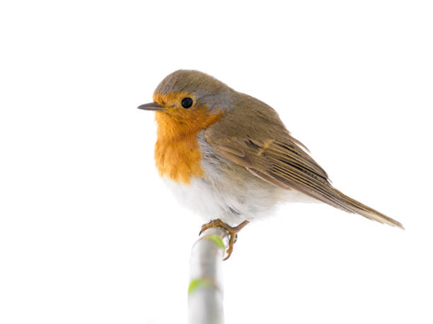 istock European robin (Erithacus rubecula) isolated on a white 1133508774