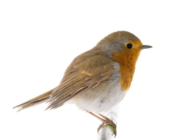 istock European robin (Erithacus rubecula) isolated on a white 1133508785