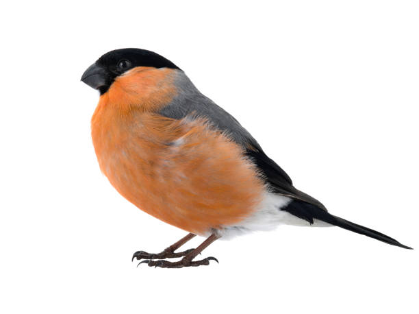 male bullfinch on a white