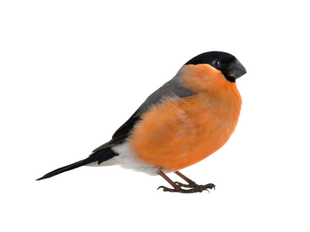 istock male bullfinch on a white 1133508811