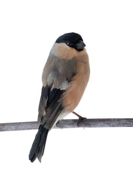 istock female bullfinch on a branch on a white 1133508812