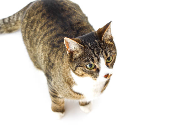 istock Domestic cat on a white background 1133510566