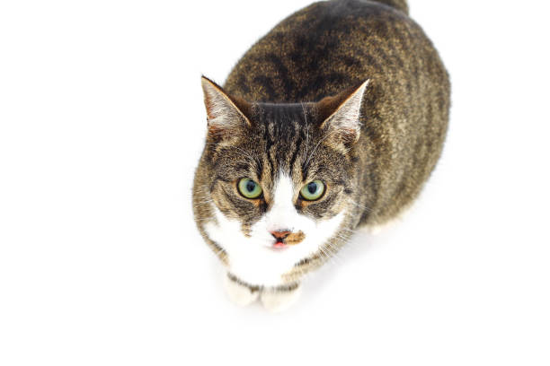 istock Domestic cat on a white background 1133510719