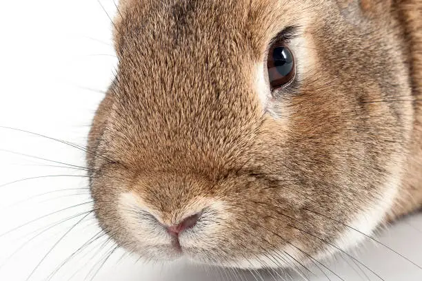 Baunes rabbit exposed on white background