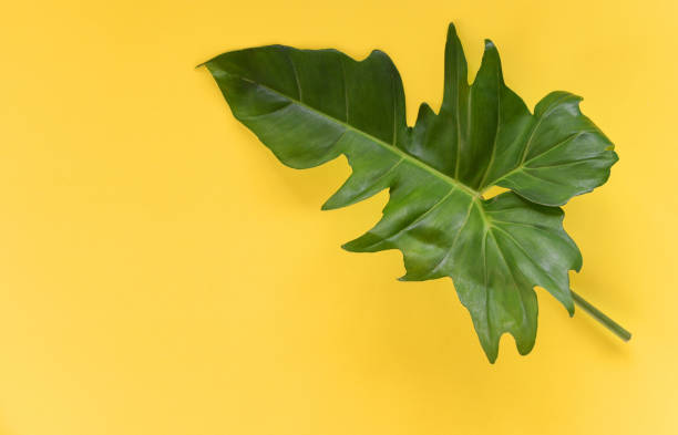 istock Green leaves tropical plant jungle with Philodendron leaf on yellow background 1133512883