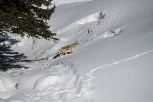 istock Coyote moving scross deep March winter snow in Yellowstone 1133513979
