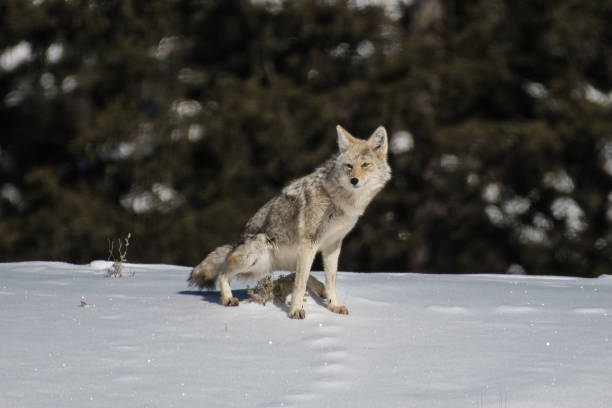 istock Coyote moving scross deep March winter snow in Yellowstone 1133514037