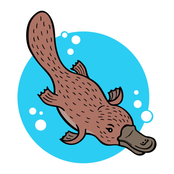 ilustraciones, imágenes clip art, dibujos animados e iconos de stock de platypus o duckbill de la historieta; ilustración vectorial - ornitorrinco