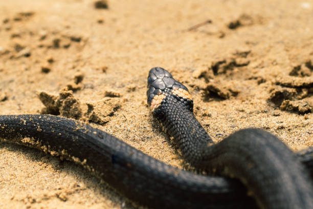 istock Non-poisonous snake.Innocuous snake. 1133514212