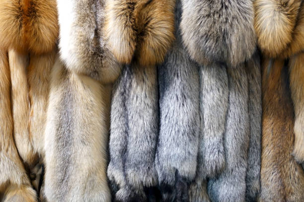 istock Many fur skins as a background. 1133514316
